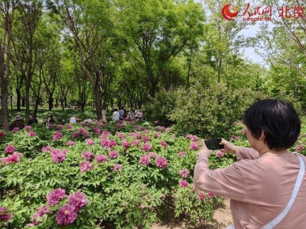冠达配资 通州古运河畔绽放国色天香